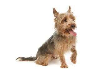 Image showing Yorkshire terrier