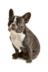 Image showing French Bulldog