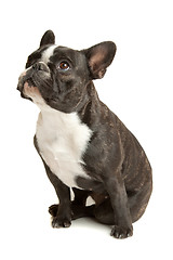 Image showing French Bulldog