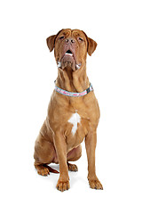 Image showing Bordeaux dog or French Mastiff