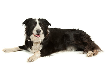 Image showing black and white border collie