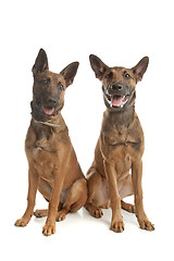 Image showing two Belgian Shepherd Dog (Malinois)puppies