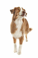 Image showing Australian Shepherd