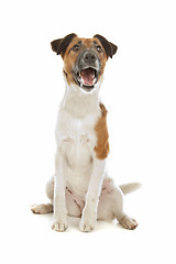 Image showing Smooth Fox Terrier