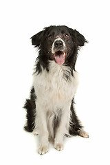 Image showing border collie sheepdog