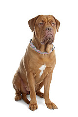 Image showing Bordeaux dog or French Mastiff