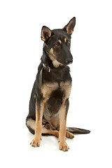 Image showing German Shepherd