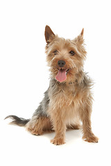 Image showing Yorkshire terrier