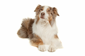 Image showing Australian Shepherd