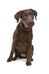 Image showing Chocolate Labrador Retriever