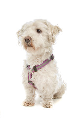 Image showing Maltese dog