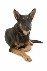 Image showing German Shepherd