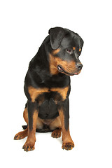 Image showing Rottweiler