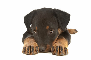 Image showing Rottweiler puppy