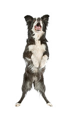 Image showing black and white border collie