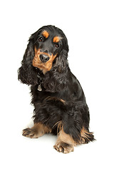 Image showing Black and Tan English Cocker Spaniel