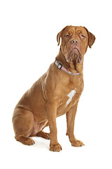 Image showing Bordeaux dog or French Mastiff