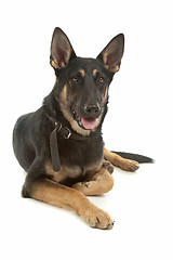 Image showing German Shepherd