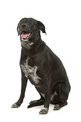 Image showing mixed-breed dog