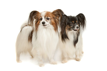 Image showing two Papillon dogs