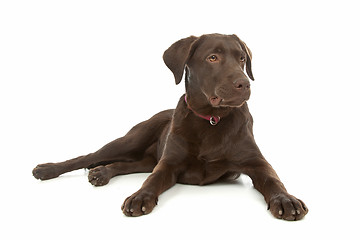 Image showing Chocolate Labrador Retriever