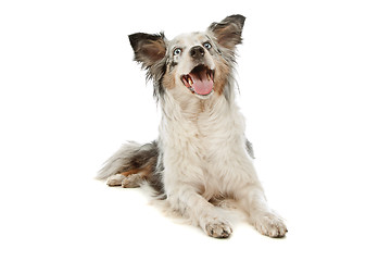 Image showing border collie sheepdog