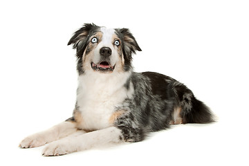 Image showing border collie sheepdog