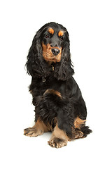 Image showing Black and Tan English Cocker Spaniel