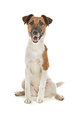 Image showing Smooth Fox Terrier
