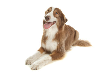 Image showing Australian Shepherd