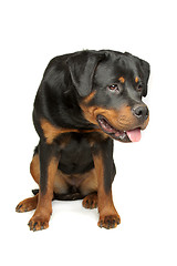 Image showing Rottweiler