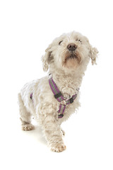 Image showing Maltese dog