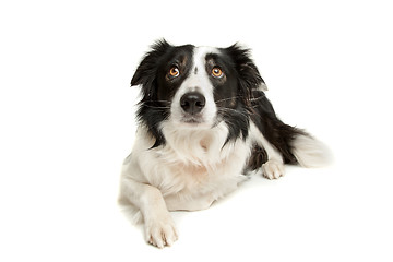 Image showing black and white border collie