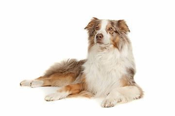 Image showing Australian Shepherd