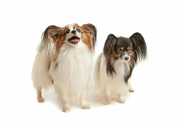 Image showing two Papillon dogs