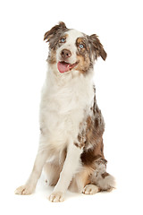 Image showing border collie sheepdog