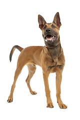 Image showing Belgian Shepherd Dog Malinois puppy