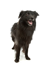 Image showing Pyrenean Shepherd or Pyrenees Sheepdog