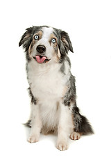 Image showing border collie sheepdog