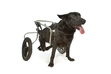 Image showing dog in a wheelchair