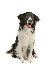 Image showing border collie sheepdog