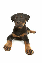 Image showing Rottweiler puppy