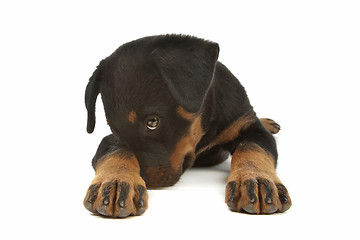 Image showing Rottweiler puppy