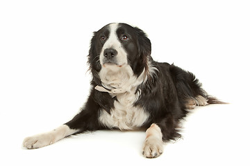 Image showing black and white border collie