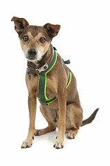 Image showing mixed breed dog