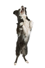 Image showing black and white border collie