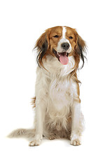 Image showing Kooiker Hound or Kooikerhondje