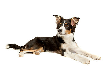 Image showing black and white border collie