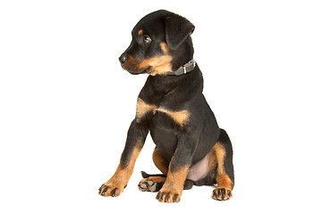 Image showing Rottweiler puppy