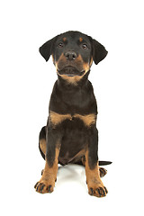 Image showing Rottweiler puppy